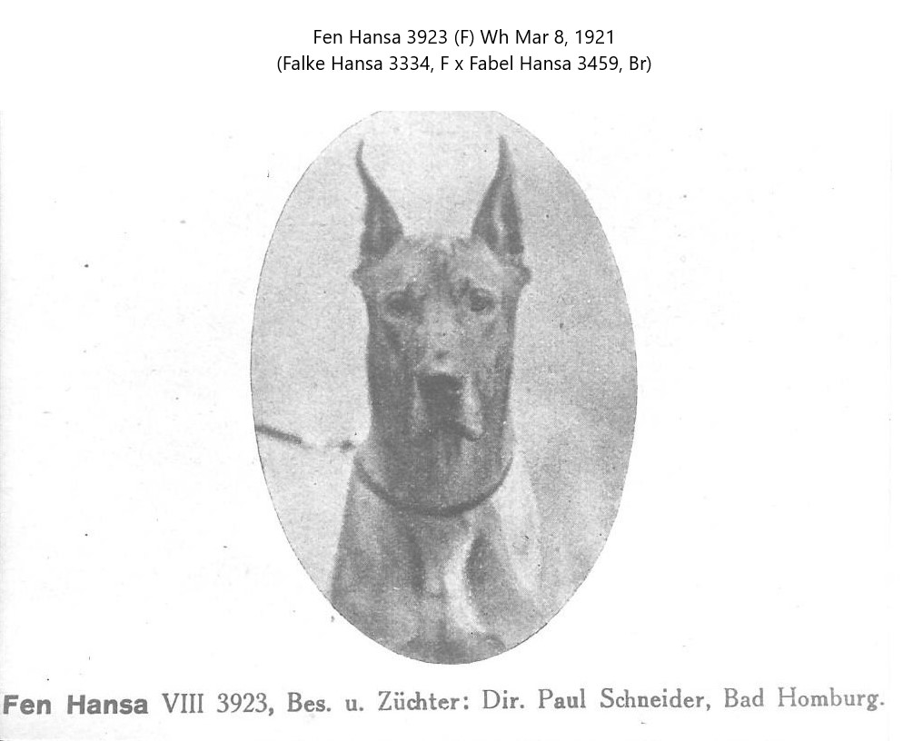 Fen Hansa